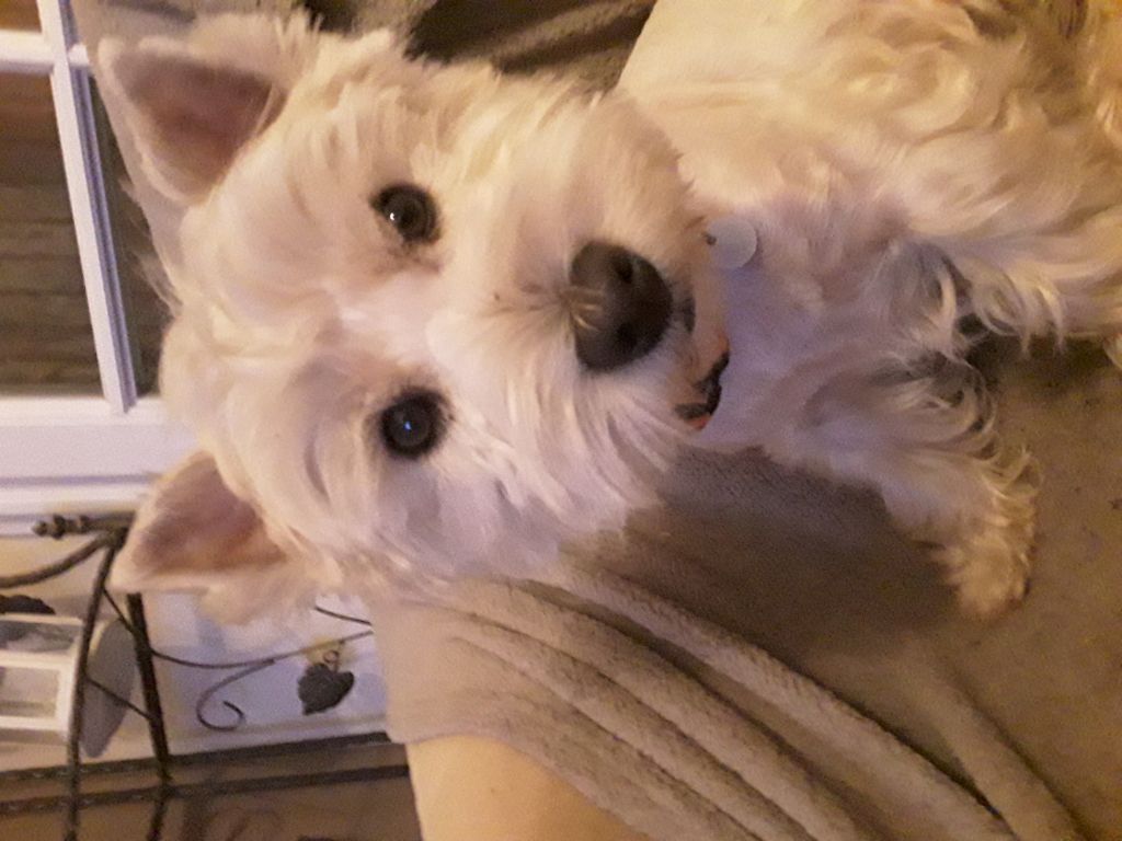 Bébés westie Lof